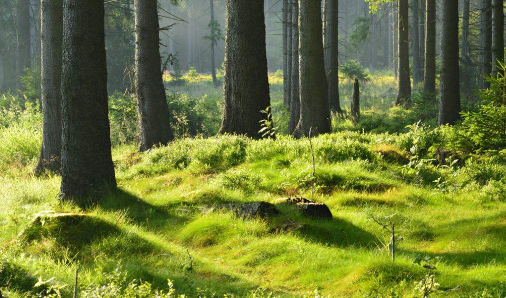 Sustainable Forestry